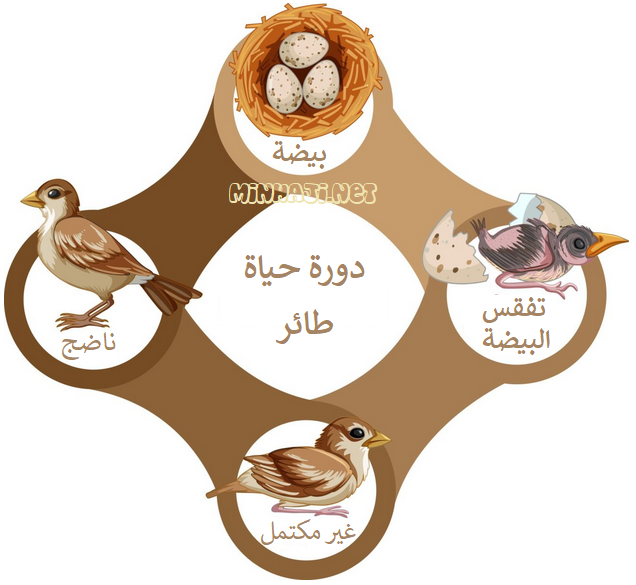 دورة حياة طائر دورة حياة طائر